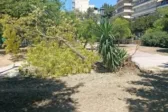 Πάτρα: Πρασινίζει ο τόπος - Οι απορίες για το «βίαιο» κλάδεμα στην πλατεία Ολγας έχουν απάντηση