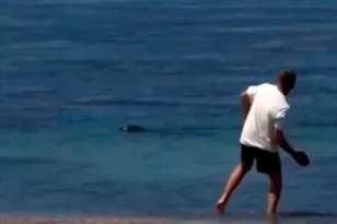 Χαβάη: Άνδρας πέταξε πέτρες σε φώκια και έφαγε ξύλο ΒΙΝΤΕΟ