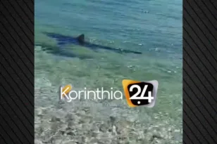 Όταν καρχαρίας έκοβε...βόλτες στα Λουτρά της Ωραίας Ελένης, ΒΙΝΤΕΟ