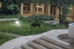 Αγριογούρουνα στην Πανεπιστημιούπολη Πατρών – Τι είπε ο Χρήστος Μπούρας για τους «απρόσκλητους επισκέπτες» ΒΙΝΤΕΟ