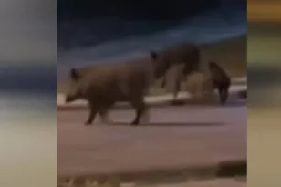 Παιδιά χαράς ΒΙΝΤΕΟ