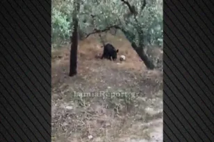 Λαμία: Αγριογούρουνο βρήκε μπάλα σε χωράφι και άρχισε τις… προπονήσεις ΒΙΝΤΕΟ