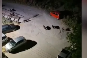 Σκύλοι στην Πυλαία