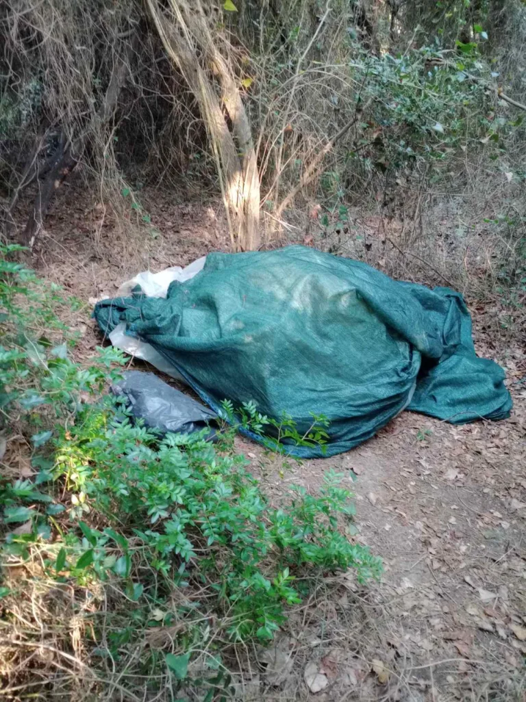 Ηλεία: Φυτεία κάνναβης με 78 δενδρύλλια, «καβάτζες» και προσδοκώμενο κέρδος 275.000 ευρώ ΦΩΤΟ