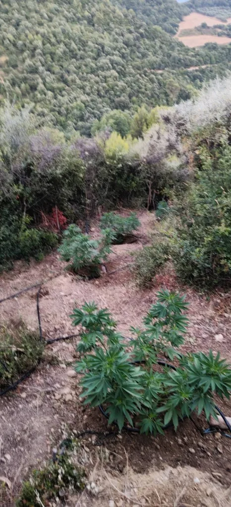 Ηλεία: Φυτεία κάνναβης με 78 δενδρύλλια, «καβάτζες» και προσδοκώμενο κέρδος 275.000 ευρώ ΦΩΤΟ