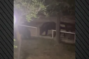 Μετά το Πανεπιστήμιο Πατρών αγριογούρουνα έκαναν βόλτες και στην Κριθαριά Βόλου! ΒΙΝΤΕΟ
