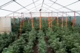 Αποκάλυψη φυτείας με 6.600 δενδρύλλια κάνναβης σε θερμοκήπιο στην Κορινθία