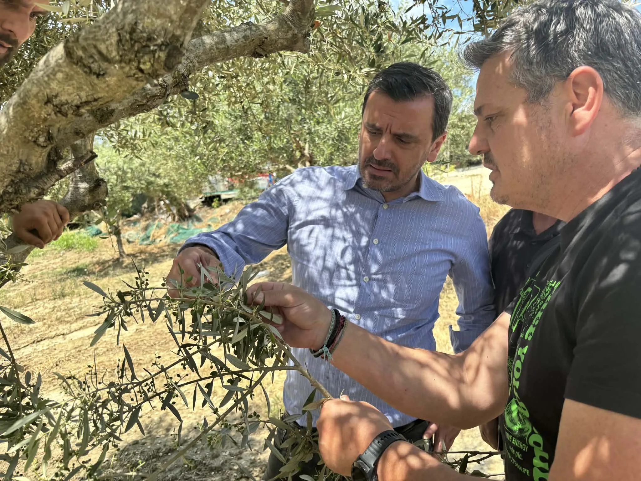 Ελπιδοφόρες εξελίξεις για τις ελιές: Οι αποζημιώσεις του ΕΛΓΑ και οι δηλώσεις του Ανδ. Νικολακόπουλου