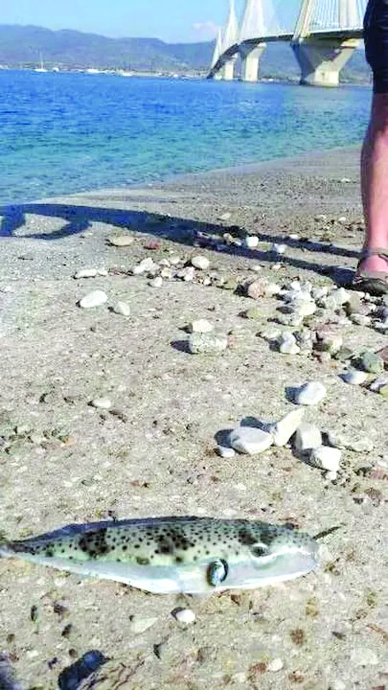 Τοξικός εισβολέας και στον Πατραϊκό ΦΩΤΟ Τοξικός εισβολέας και στον Πατραϊκό ΦΩΤΟ