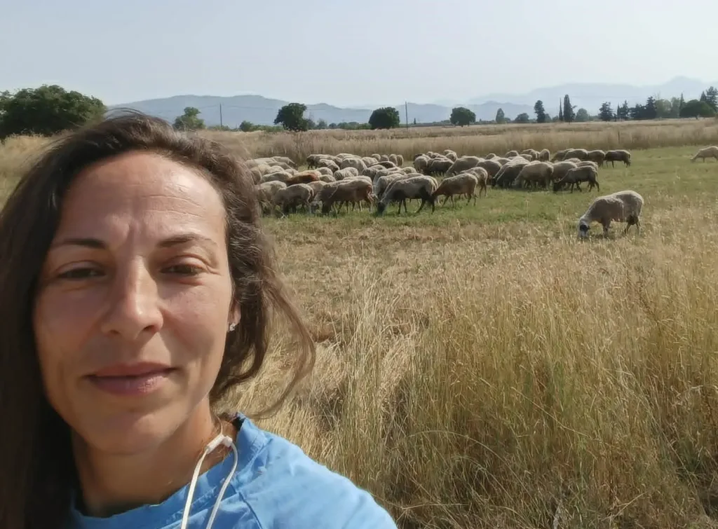 Βαριά η ζημιά από την ευλογιά: Χάθηκαν 25.000 πρόβατα στη Δυτική Αχαΐα