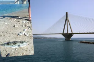 Τοξικός εισβολέας και στον Πατραϊκό ΦΩΤΟ