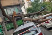 Πάτρα: ΙΧ έπεσε σε δέντρο, αλλά ευτυχώς ανώδυνα...
