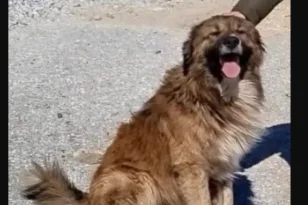 Ελασσόνα: Σκότωσαν με φόλα τα σκυλιά που φρόντιζαν μαθητές και δάσκαλοι