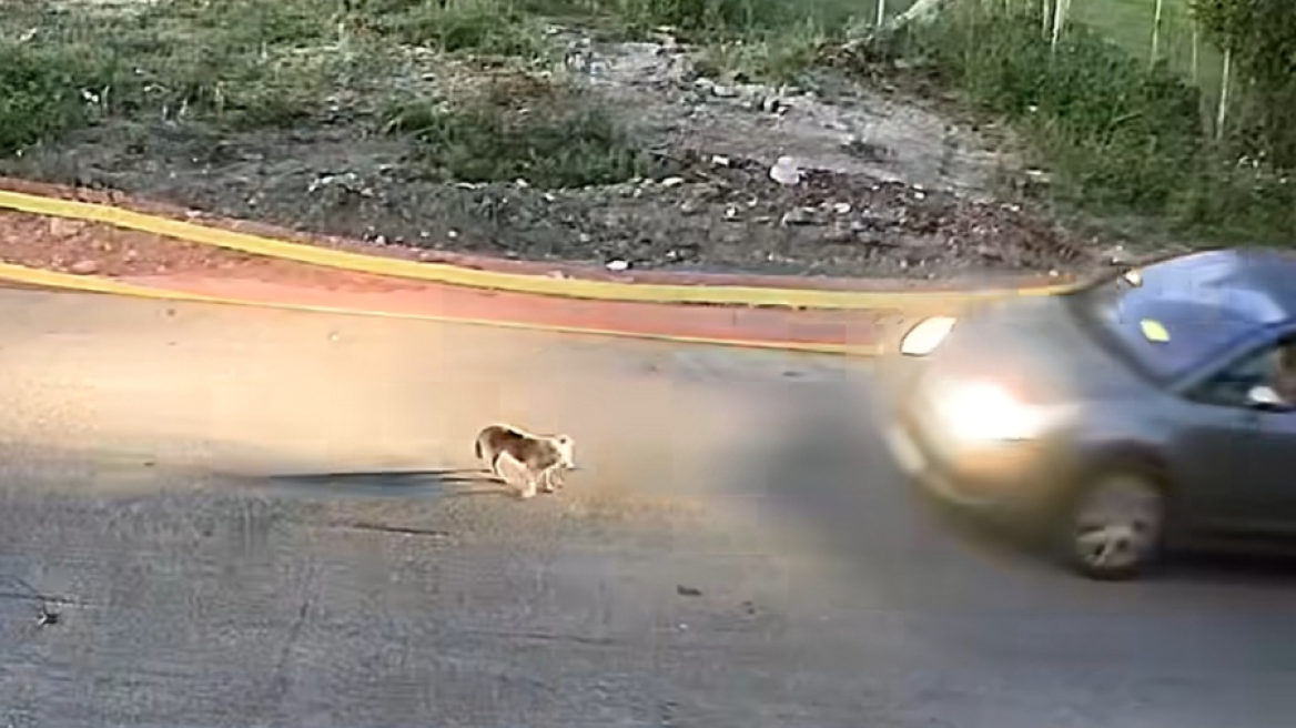 Φιλοζωική οργάνωση καταζητεί τον οδηγό που σκότωσε αδέσποτο σκύλο στη Γαστούνη