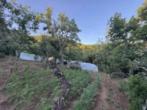 Φυτεία κάνναβης μαμούθ στα Καμένα Βούρλα: 1.383 δενδρύλλια, θερμοκήπια και δίκτυο ποτίσματος 4 χιλιομέτρων! ΦΩΤΟ