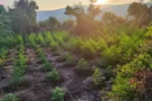 Εντοπίστηκε φυτεία με 1.532 δενδρύλλια κάνναβης στη Μεσσηνία - Μεγάλη επιτυχία της Δίωξης Ναρκωτικών Πατρών