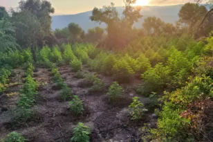Εντοπίστηκε φυτεία με 1.532 δενδρύλλια κάνναβης στη Μεσσηνία – Μεγάλη επιτυχία της Δίωξης Ναρκωτικών Πατρών