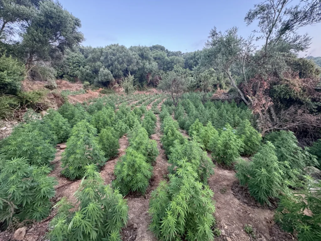 Εντοπίστηκε φυτεία με 1.532 δενδρύλλια κάνναβης στη Μεσσηνία - Μεγάλη επιτυχία της Δίωξης Ναρκωτικών Πατρών Εντοπίστηκε φυτεία με 1.532 δενδρύλλια κάνναβης στη Μεσσηνία - Μεγάλη επιτυχία της Δίωξης Ναρκωτικών Πατρών