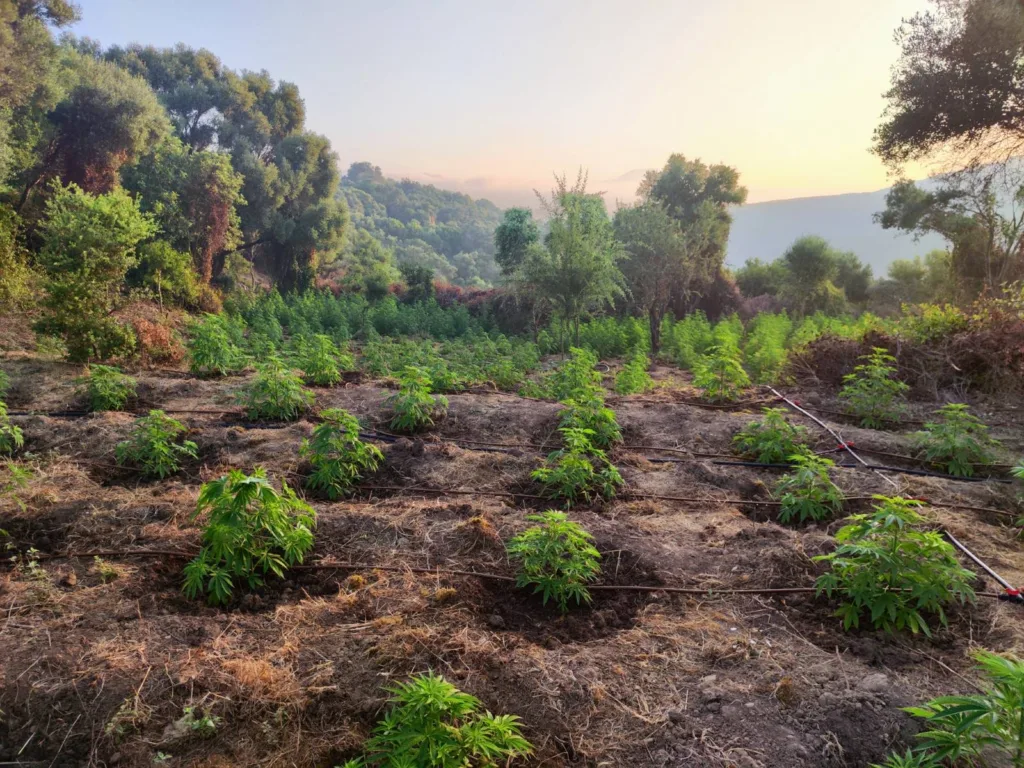 Εντοπίστηκε φυτεία με 1.532 δενδρύλλια κάνναβης στη Μεσσηνία - Μεγάλη επιτυχία της Δίωξης Ναρκωτικών Πατρών Εντοπίστηκε φυτεία με 1.532 δενδρύλλια κάνναβης στη Μεσσηνία - Μεγάλη επιτυχία της Δίωξης Ναρκωτικών Πατρών
