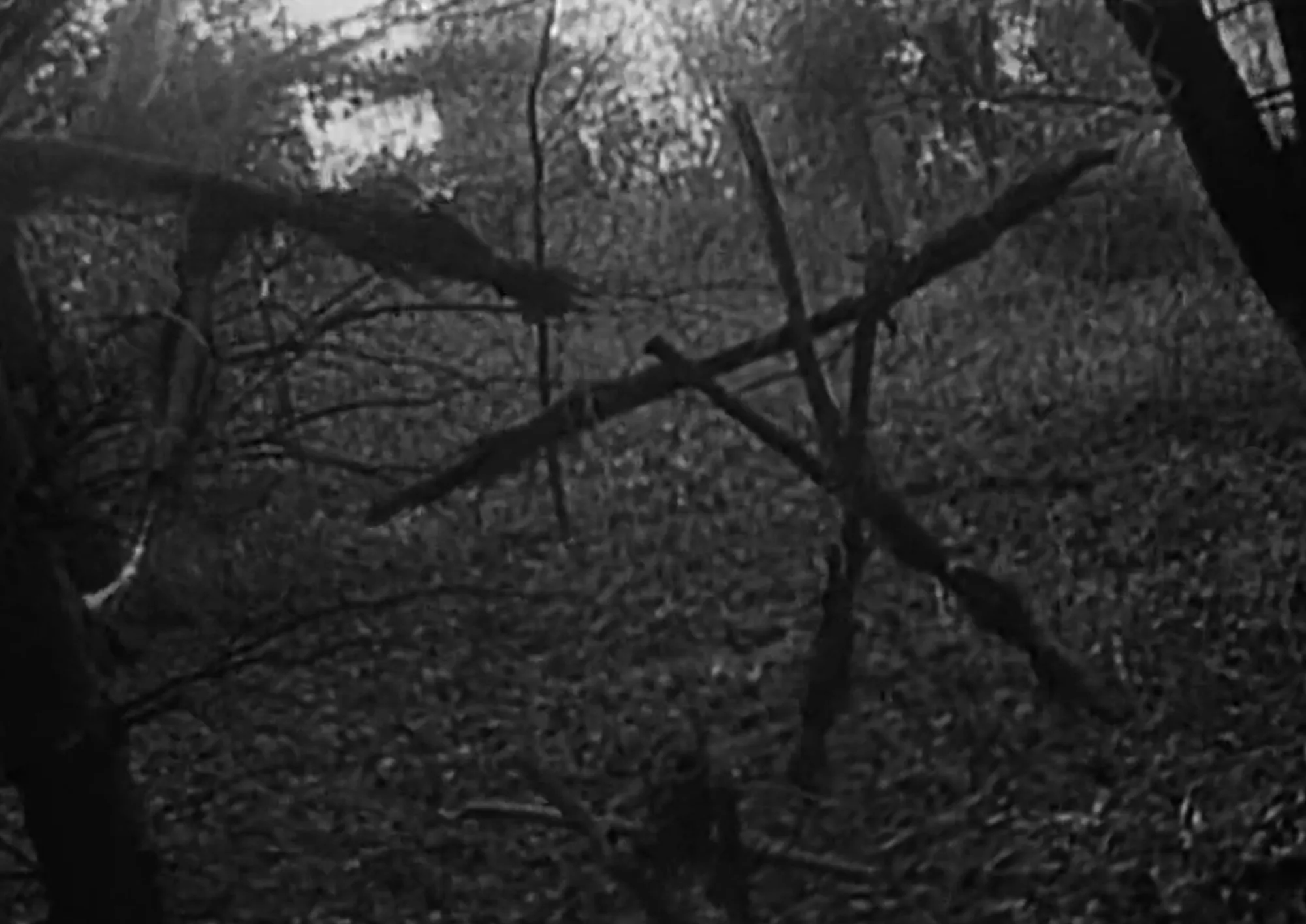 The Blair Witch Project: Η ταινία τρόμου που έκανε το ψέμα να φαίνεται αληθινό The Blair Witch Project: Η ταινία τρόμου που έκανε το ψέμα να φαίνεται αληθινό