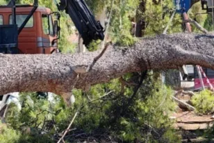 Σαρωτικοί άνεμοι και βροχές στη Δράμα: Δεκάδες κλήσεις στην Πυροσβεστική για πτώσεις δέντρων