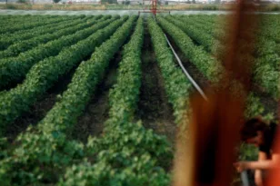 ΕΛ.Γ.Α.: Πληρώθηκαν αποζημιώσεις 13,8 εκατ. ευρώ σε 9.634 παραγωγούς