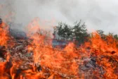 Νέα φωτιά στην Ηλεία: Πυρκαγιά σε δασική έκταση στο Κουνουπέλι – Επιχειρούν επίγειες και εναέριες δυνάμεις