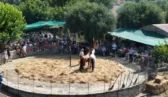 Αναπαράσταση του αλωνίσματος στο Τρίκορφο Ναυπακτίας με ιερέα από το Ντιτρόιτ! ΒΙΝΤΕΟ