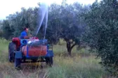 Ξεκινούν στις 13 Ιουλίου οι δολωματικοί ψεκασμοί για τον δάκο της ελιάς στην Αχαΐα