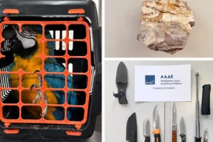 Βαλίτσες γεμάτες χρήμα, εκατομμύρια τσιγάρα και… παπαγάλοι – Τα απίστευτα ευρήματα της ΑΑΔΕ