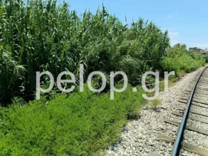 Πάτρα: Στις γραμμές του τρένου παράλληλα στην Αθηνών έχουν φουντώσει καλαμιές και βάτα, σκηνικό μικρής «ζόυγκλας», ποιος θα αναλάβει τον καθαρισμό; ΒΙΝΤΕΟ