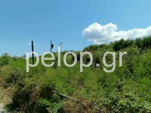Πάτρα: Στις γραμμές του τρένου παράλληλα στην Αθηνών έχουν φουντώσει καλαμιές και βάτα, σκηνικό μικρής «ζόυγκλας», ποιος θα αναλάβει τον καθαρισμό; ΒΙΝΤΕΟ