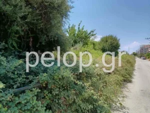 Πάτρα: Στις γραμμές του τρένου παράλληλα στην Αθηνών έχουν φουντώσει καλαμιές και βάτα, σκηνικό μικρής «ζόυγκλας», ποιος θα αναλάβει τον καθαρισμό; ΒΙΝΤΕΟ