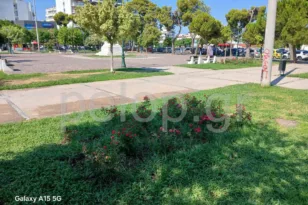 Πάτρα: Ξερίζωσε τριανταφυλλιές από τα Ψηλαλώνια και έφυγε ατάραχη! ΦΩΤΟ