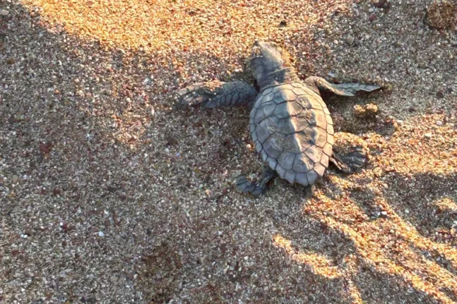 Δάσος Στροφυλιάς: Τα πρώτα χελωνάκια caretta caretta ξεκίνησαν για το ταξίδι