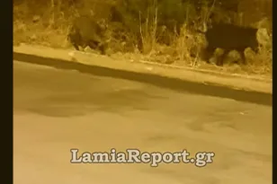Αγριογούρουνα βγήκαν για… βοσκή έξω από σπίτια στη Λαμία ΒΙΝΤΕΟ