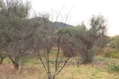 Αιγιάλεια: Πέρυσι κάηκαν, φέτος «τσουρουφλίζονται» - Ενας χρόνος αναμονής και η αγωνία συνεχίζεται