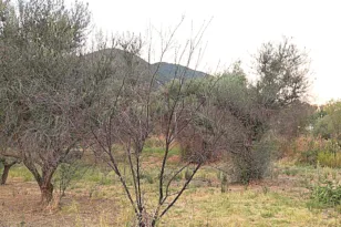 Αιγιάλεια: Πέρυσι κάηκαν, φέτος «τσουρουφλίζονται» – Ενας χρόνος αναμονής και η αγωνία συνεχίζεται