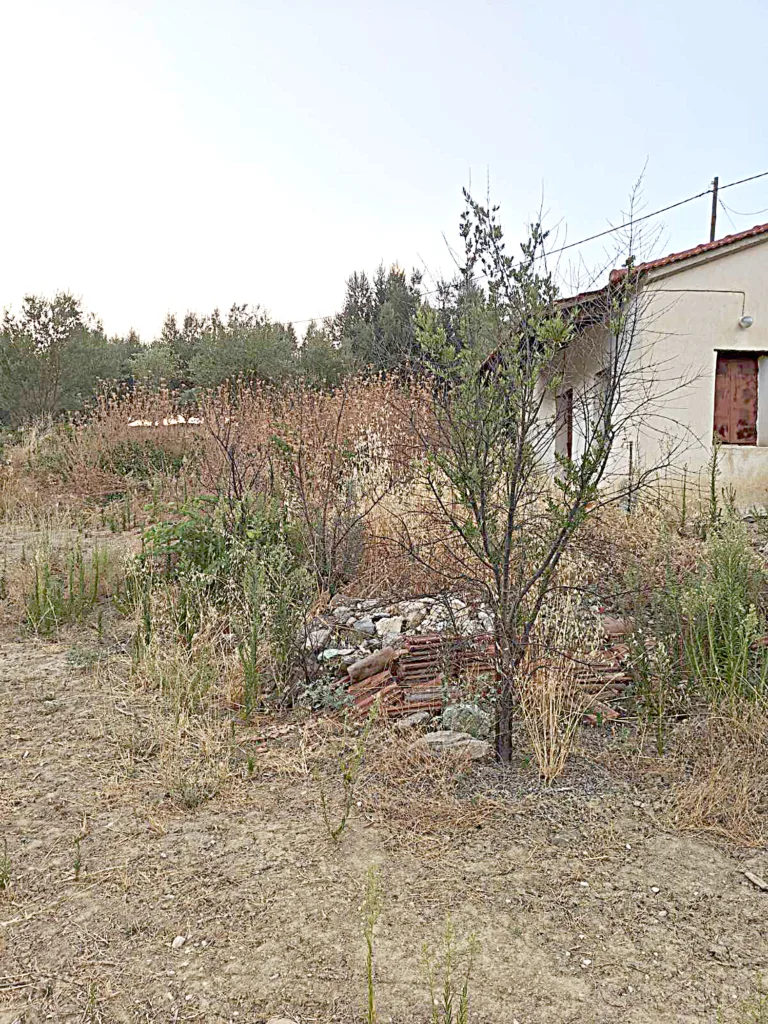 Αιγιάλεια: Πέρυσι κάηκαν, φέτος «τσουρουφλίζονται» - Ενας χρόνος αναμονής και η αγωνία συνεχίζεται Κοινότητα Τούμπας, απομεινάρια πυρκαγιάς 2025 Αιγιάλεια