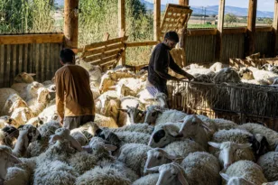 Αχαΐα: Πληρώθηκαν οι κτηνοτρόφοι για την ευλογιά – Έρχεται και το Επίδομα Διαβίωσης
