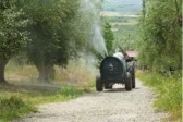 Δακοκτονία στην Αχαΐα: Δεύτερος ψεκασμός από 31 Αυγούστου – 11 περιοχές παραμένουν χωρίς ανάδοχο