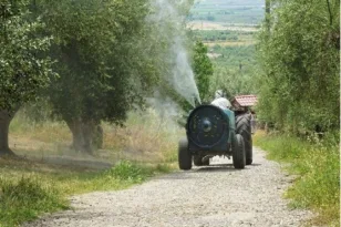 Δακοκτονία στην Αχαΐα: Δεύτερος ψεκασμός από 31 Αυγούστου – 11 περιοχές παραμένουν χωρίς ανάδοχο