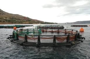 210 κιλά ψάρια, δύο σκάφη και βουτιά διαφυγής: Η νυχτερινή καταδίωξη στη Σούδα