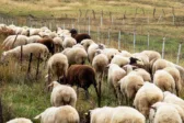 Χωρίς διασπορά η ευλογιά: «Καθαροί» οι πρώτοι έλεγχοι μονάδων στο Φαρραί
