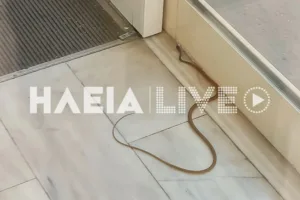 Φίδι εισέβαλε στα Επείγοντα στο Νοσοκομείο του Πύργου, πανικός! ΦΩΤΟ