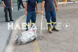 Φίδι εισέβαλε στα Επείγοντα στο Νοσοκομείο του Πύργου, πανικός! ΦΩΤΟ