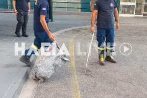Φίδι εισέβαλε στα Επείγοντα στο Νοσοκομείο του Πύργου, πανικός! ΦΩΤΟ Φίδι εισέβαλε στα Επείγοντα στο Νοσοκομείο του Πύργου, πανικός! ΦΩΤΟ