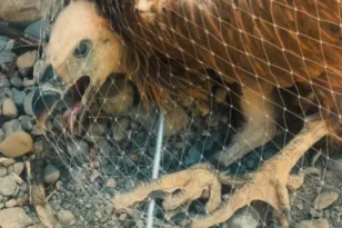 Συγκινητική διάσωση νεαρού γύπα που εγκλωβίστηκε σε φαράγγι στην Κρήτη