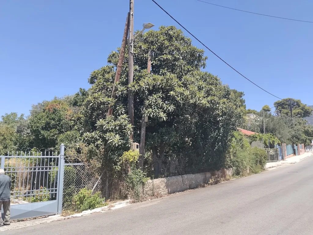 Πάτρα: Κίνδυνος δίπλα σε οικίες και δημοτικό σχολείο στην Εγλυκάδα- «Πυριτιδαποθήκη» 4 στρεμμάτων Πάτρα: Κίνδυνος δίπλα σε οικίες και δημοτικό σχολείο στην Εγλυκάδα- «Πυριτιδαποθήκη» 4 στρεμμάτων