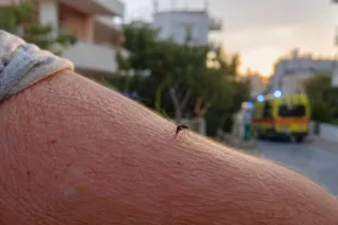Ιός Δυτικού Νείλου: Εξι καίριες συμβουλές από ειδικούς για τους ιδιωτικούς χώρους